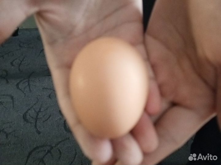 Домашние куриные яйца