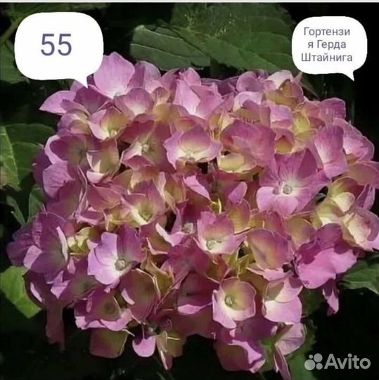 Гортензия, туя, голубика, ель, хосты