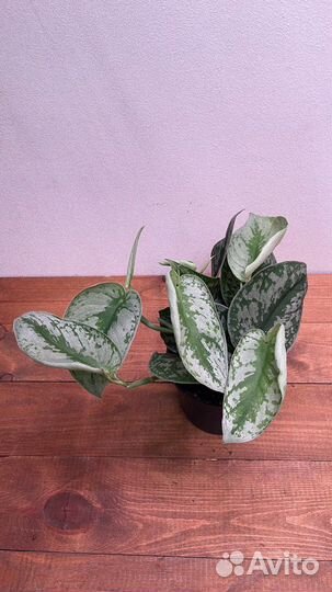 Сциндапсус треби, сильвер леди