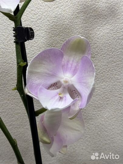 Орхидея фаленопсис