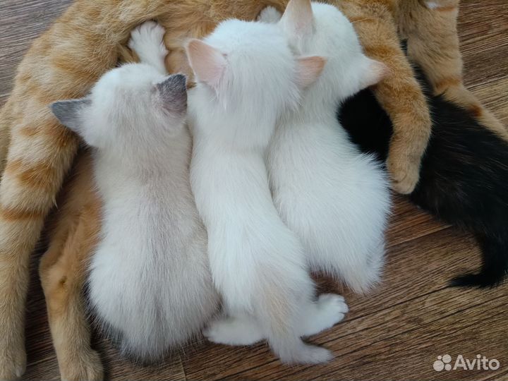 Отдадим в добрые руки котенка (мальчик) - 1 месяц