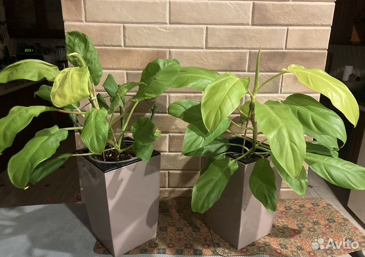 Филодендроны Грин энд голд. Сильвер квин, Ксанаду
