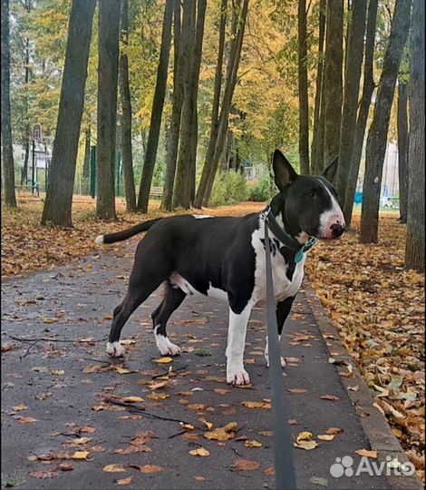 Вязка. Бультерьер стандартный