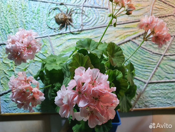 Пеларгонии сортовые - компакты и mini