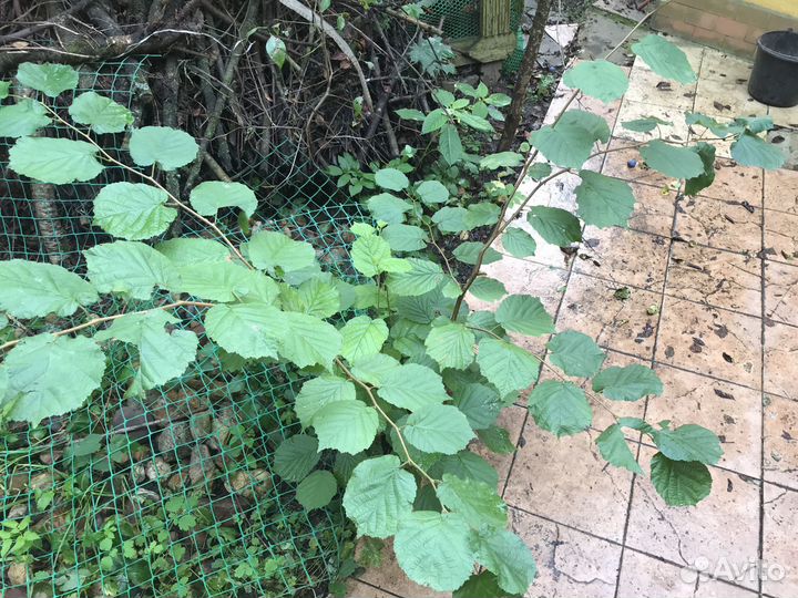 Фундук (лещина), деревце с доставкой