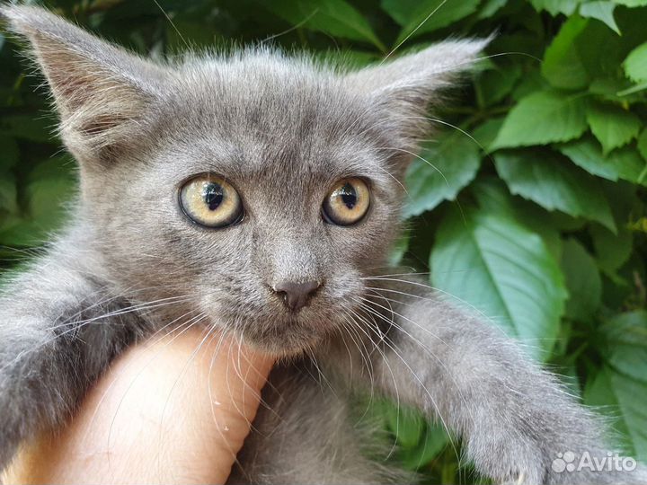 Котята ищут дом