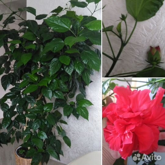 Комнатные домашние растения