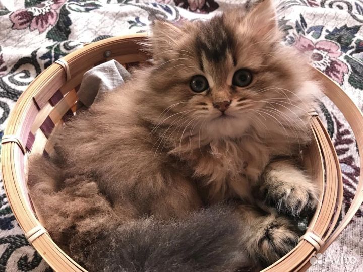 Британская длинношерстная шиншилла