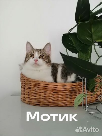 Котята подростки в добрые руки