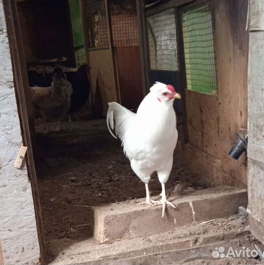 Домашние петухи