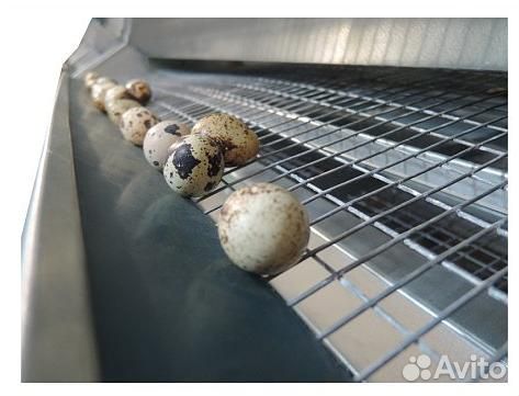 Клетка для перепелов на 50 (до 300) голов