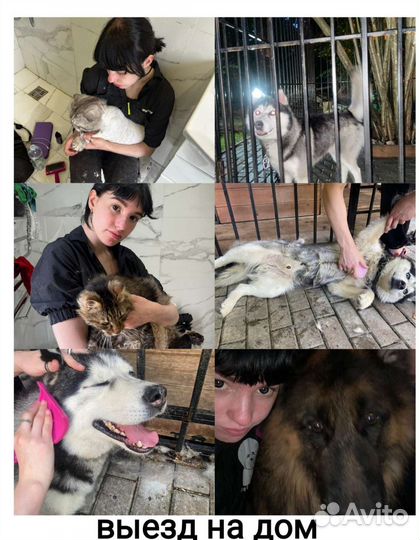 Стрижка/Уход/Экспресс линька собак,кошек выезд дом