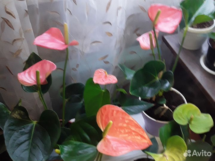 Комнатные цветы антуриум