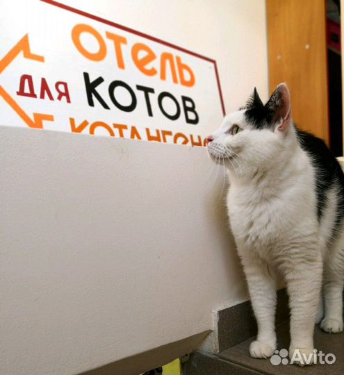 Отель для котов Котангенс