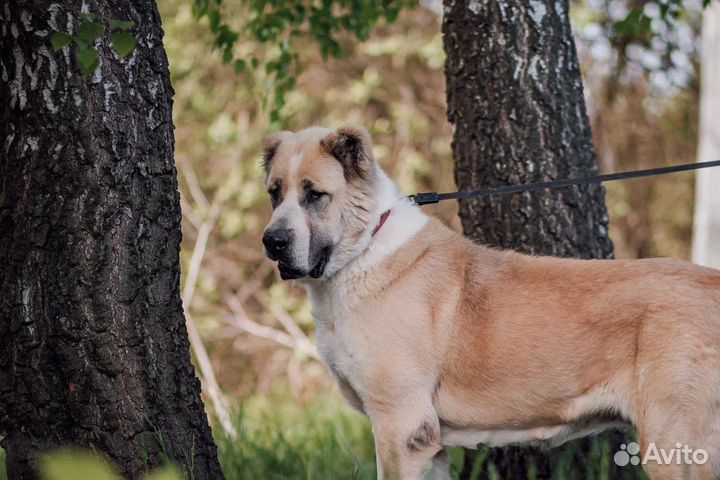 Алабай в дар