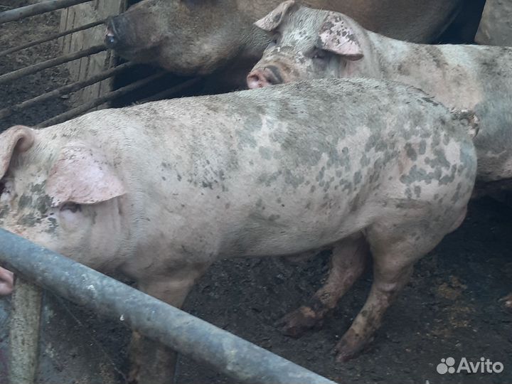 Хряк,продаю,услуги осименения