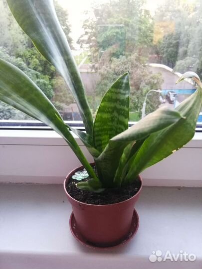 Сансевиерия. Щучий хвост. Тещин язык. Комнатные р
