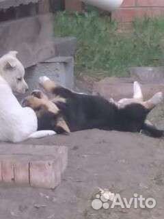 Щенок бесплатно в добрые руки