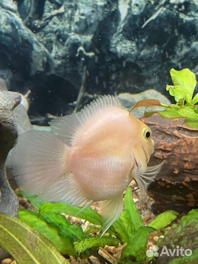 Аквариумные рыбки