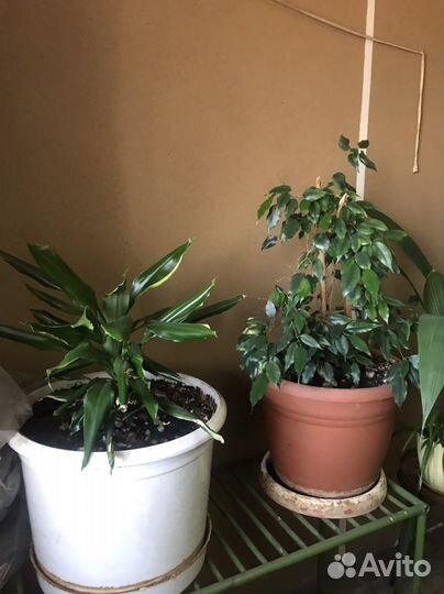 Комнатные цветы