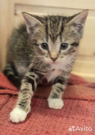 Котенок-девочка