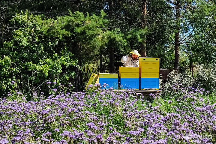 Свежий мёд 2023