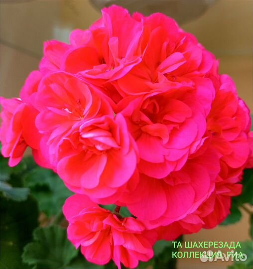 Пеларгонии сортовые