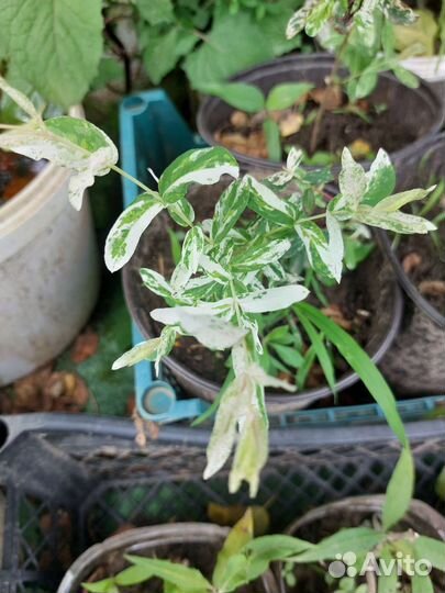 Ива хакуро нишики