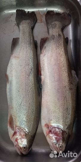 Форель Оптом