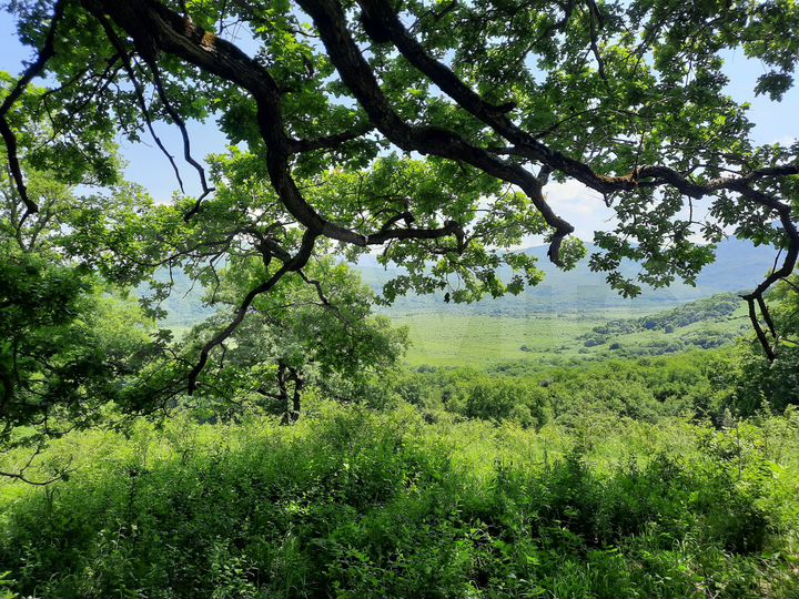 Участок 100 сот. (СНТ, ДНП)