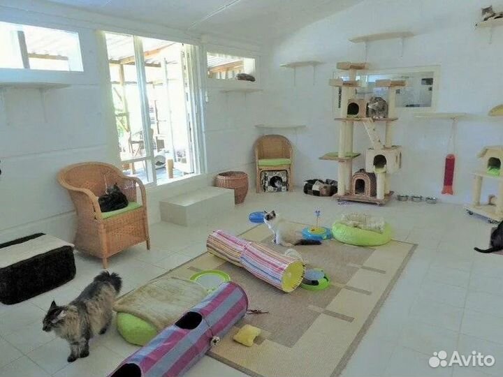 Ищу партнера в бизнес зоогостиницы