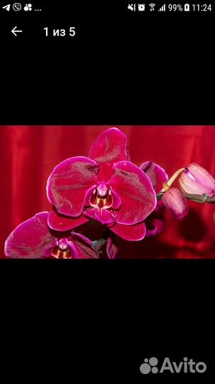 Орхидея Фаленопсис Добавляю