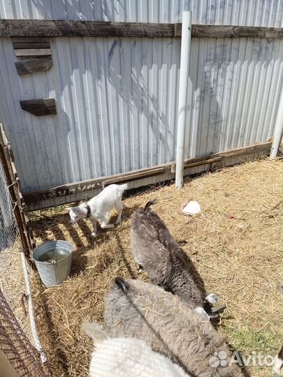 Продаются козы