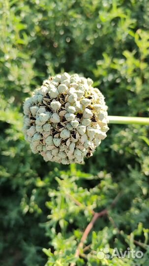 Лук Стардаст