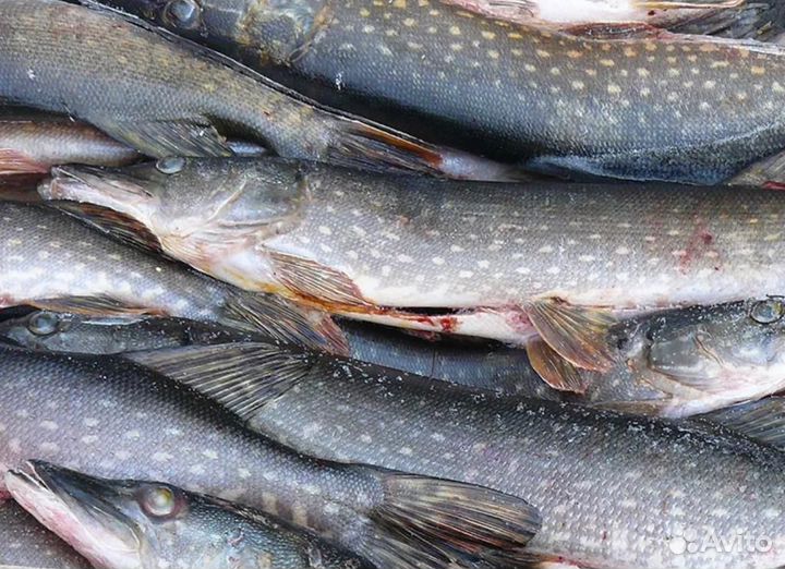 Продажа свежемороженой рыбы