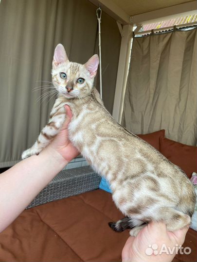 Бенгальские котята