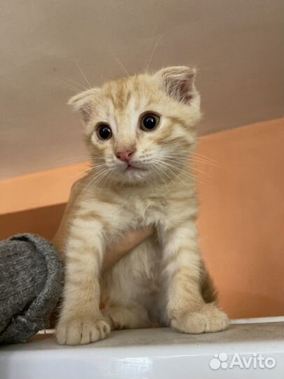 Котенок в дар бесплатно