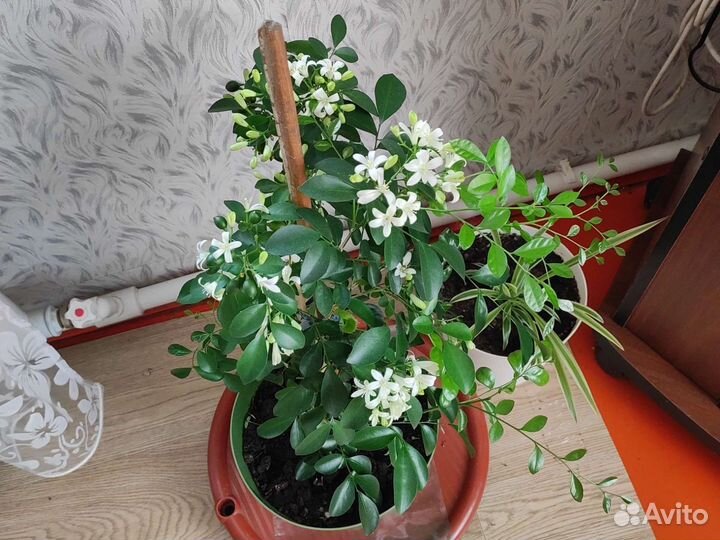 Мурайя метельчатая