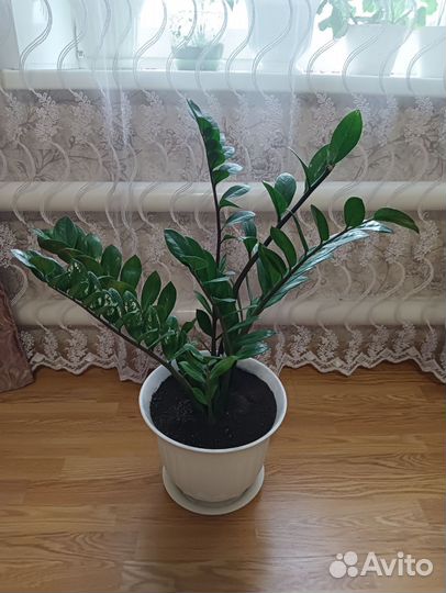 Замиокулькас долларовое дерево