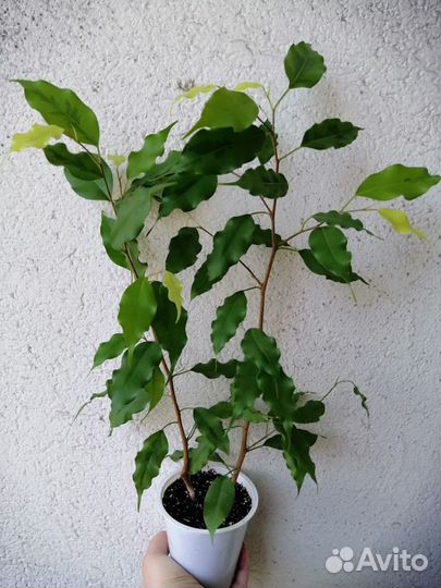 Фикусы бенджамина и эластика блэк