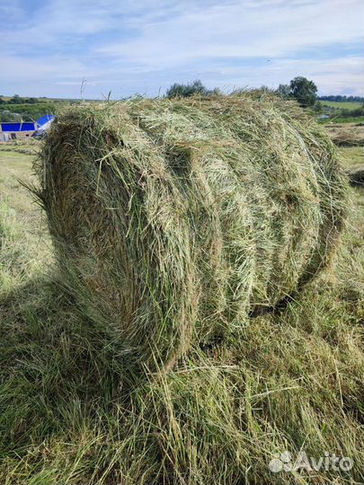 Продается сено в рулонах