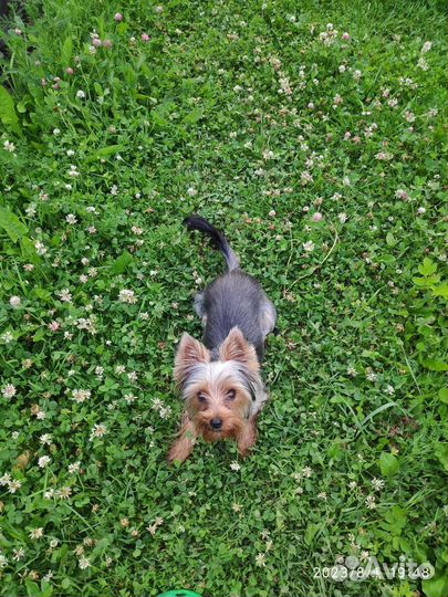 Йоркширский терьер