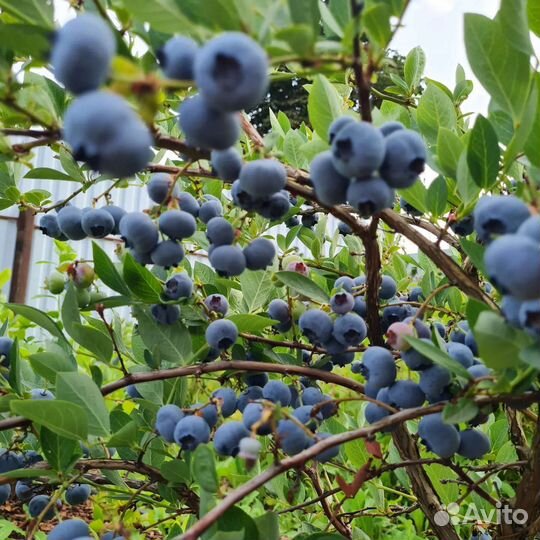 Голубика саженцы