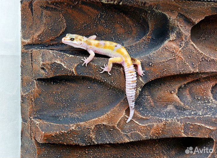 Эублефары с комплектом для содержания