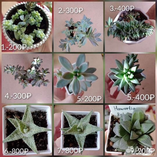 Суккуленты 1