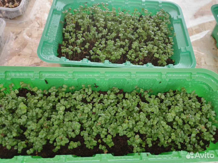 Микро зелень