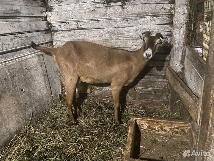 Коза Ламанча