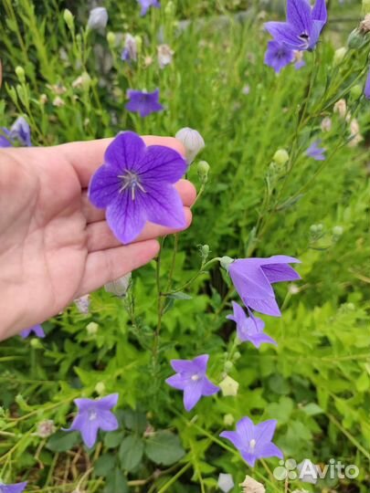 Колокольчик букет цветы