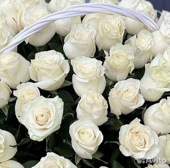 Высокие розы