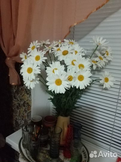 Букет ромашек крупных много